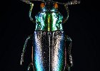 Terry Chambers_Iridescent Jewel  Beetle.jpg
